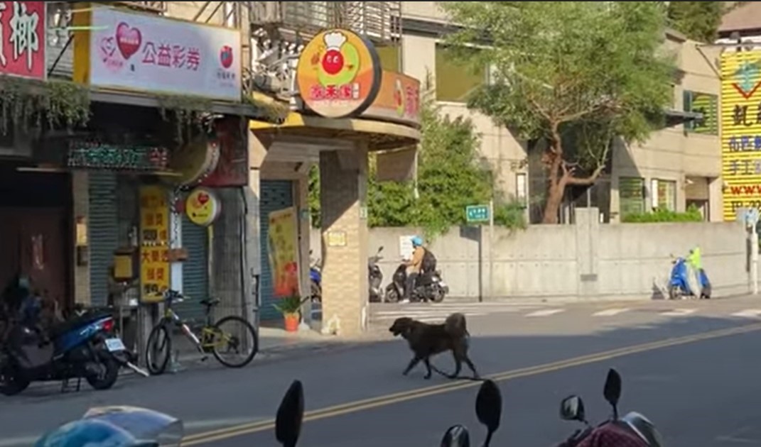飼主放任犬隻在馬路間穿梭，可被裁罰3000元至1萬5000元。
