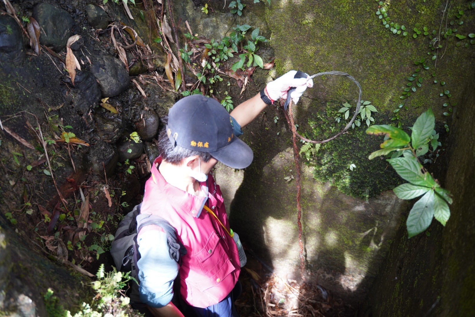 動保處針對獸鋏或山豬吊通報熱點區域進行巡查，查獲山豬吊。