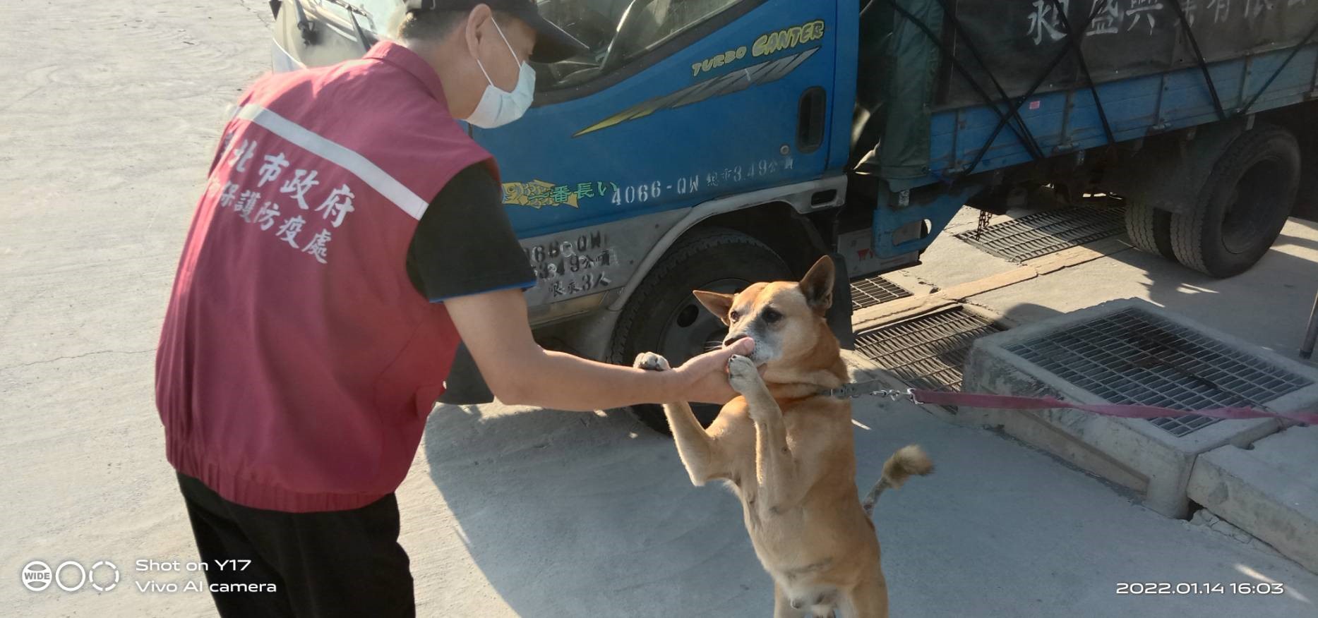 與當地犬隻互動