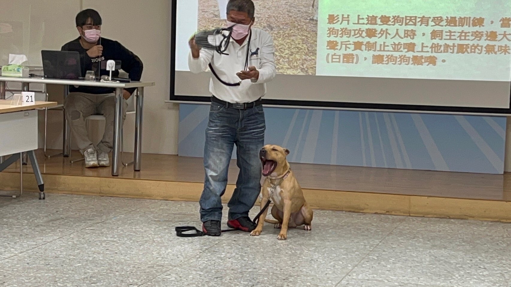 訓練師示範口罩如何幫比特犬戴口罩