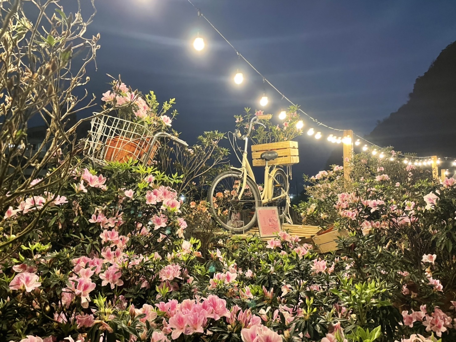 夜賞萬金杜鵑