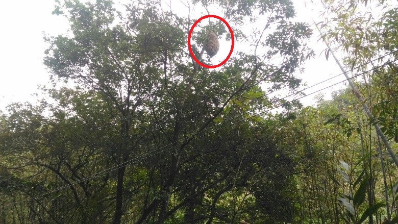 三貂嶺火車站往碩仁國小途中步道旁樹上的黃腳虎頭蜂窩，高度位在約2層樓高。