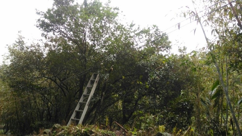 樹上的虎頭蜂窩已隨著鋸斷的樹枝掉落地面。