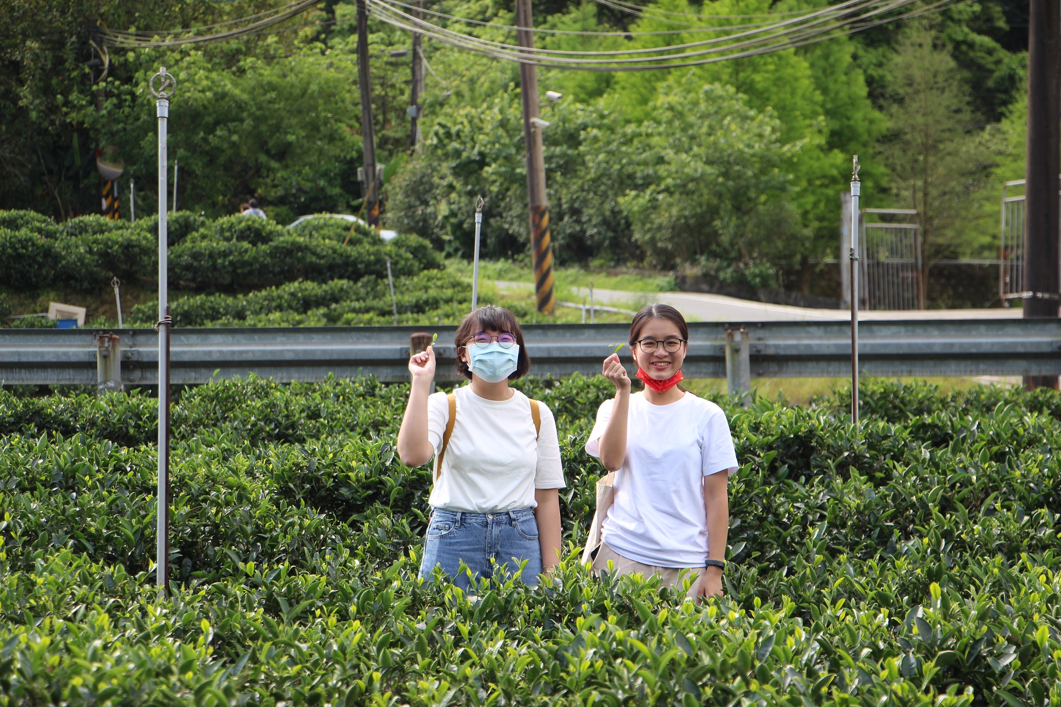 茶園採茶體驗