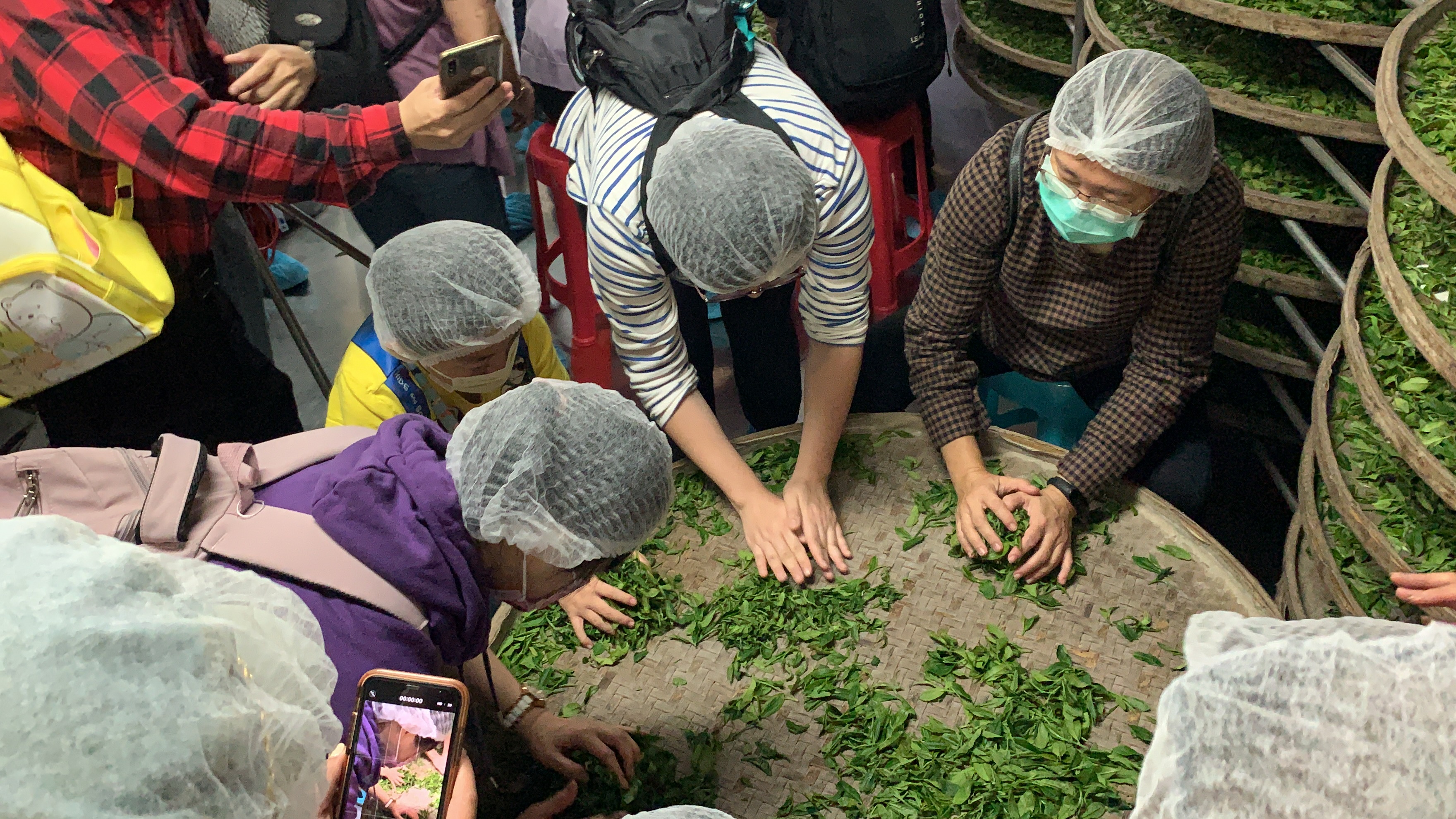 揉茶及製茶體驗