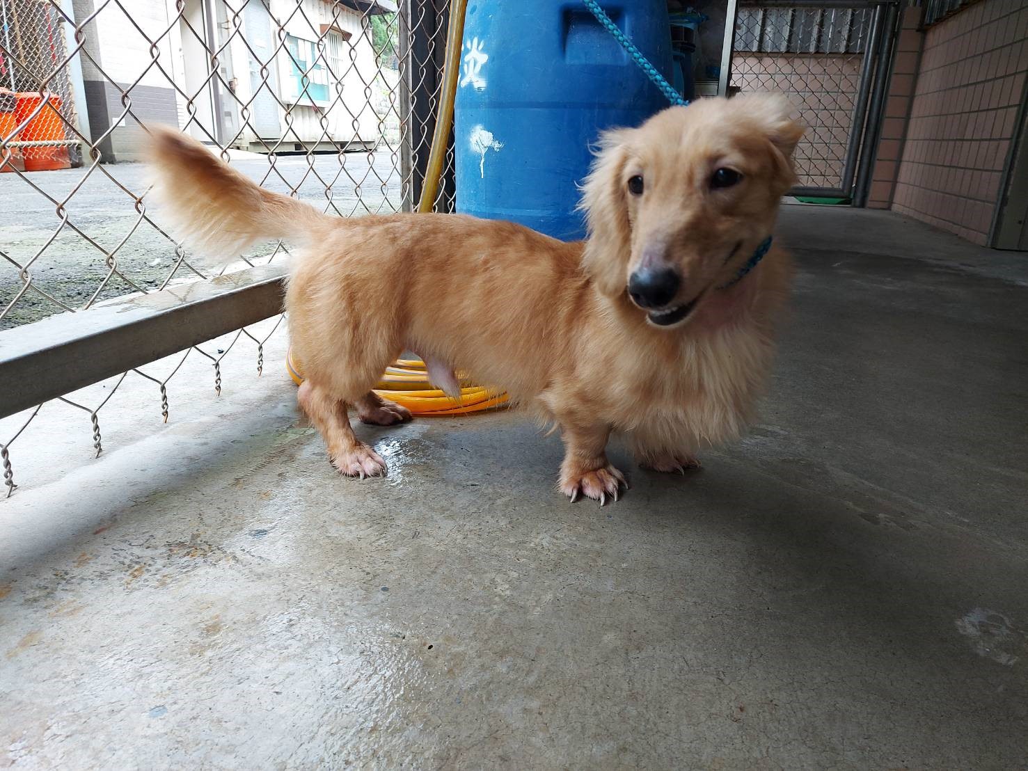 治療痊癒變萌犬。