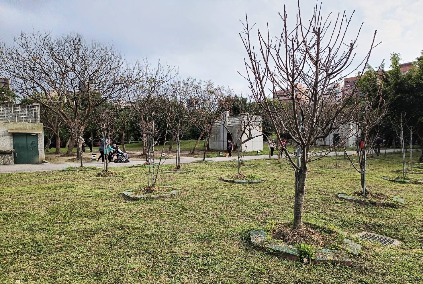 中和四號公園韌性都市林示範試驗區，選植多種台灣原生種植物