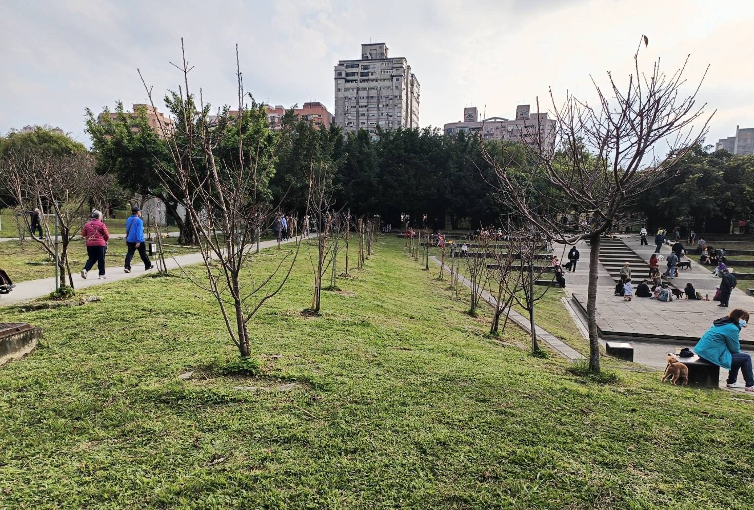 中和四號公園韌性都市林示範試驗區打造生物多樣性與改良土壤質地，可緩解都市熱島效應