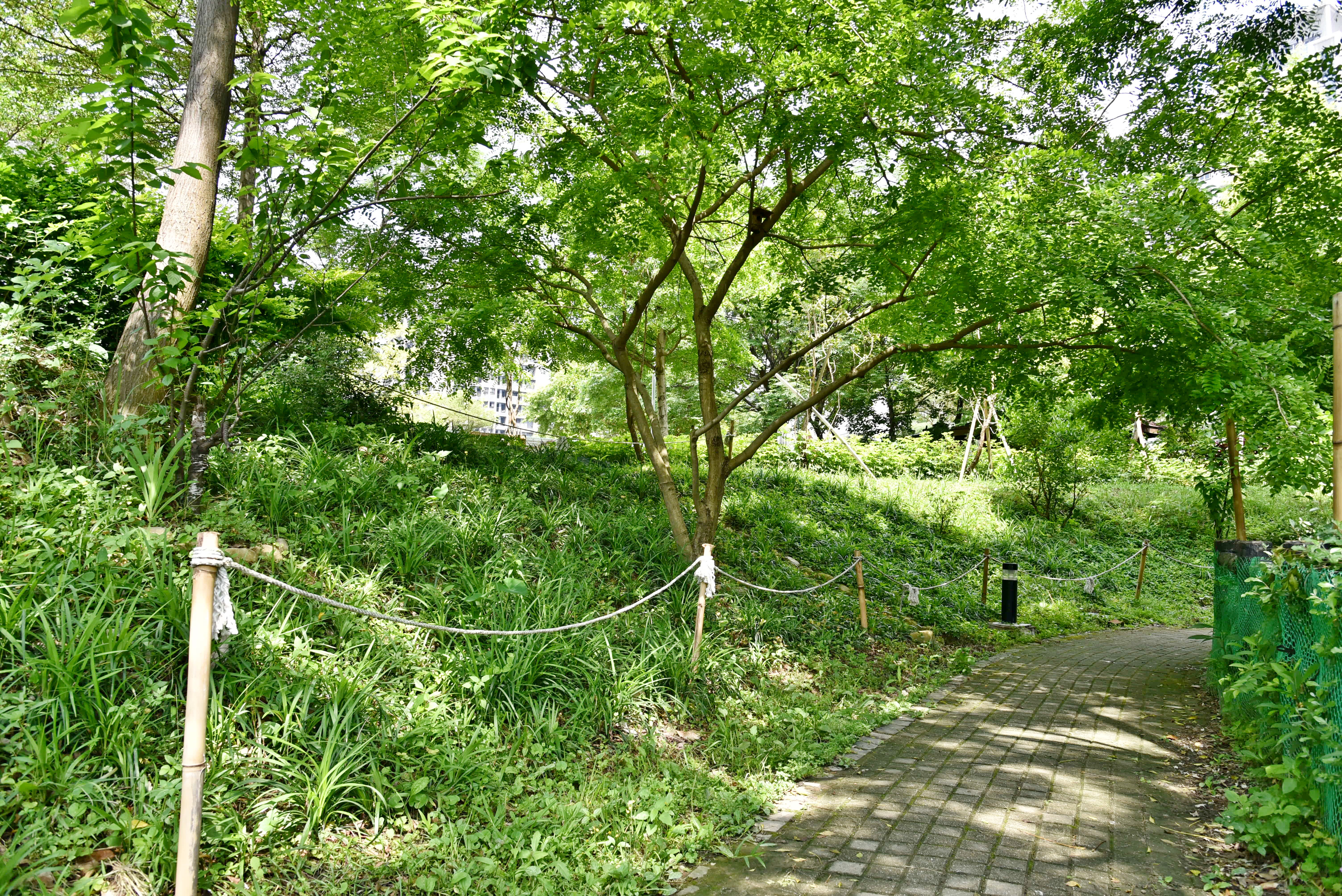 塭仔底濕地公園滯洪池邊坡經過養護後現況
