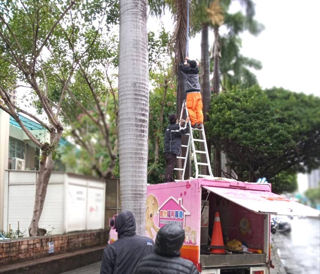 動保員小心攀爬直上椰子樹受困點
