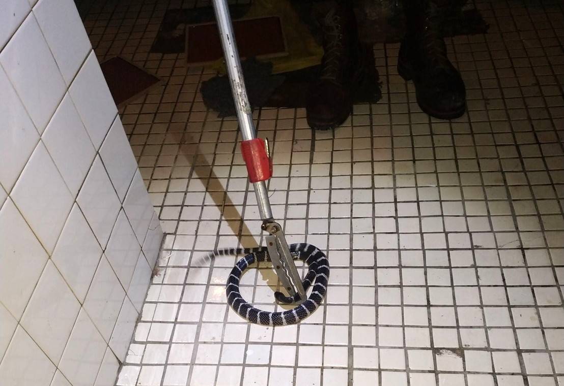 動保處使用蛇鋏迅速補捉蛇隻放民眾放心