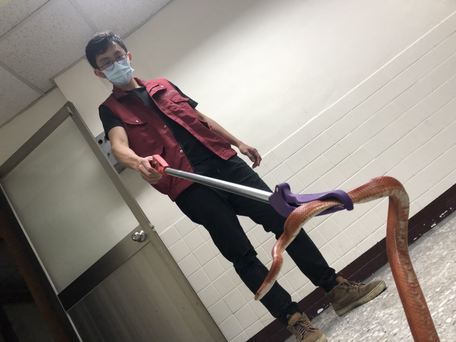 動保處使用蛇鋏迅速補捉蛇隻