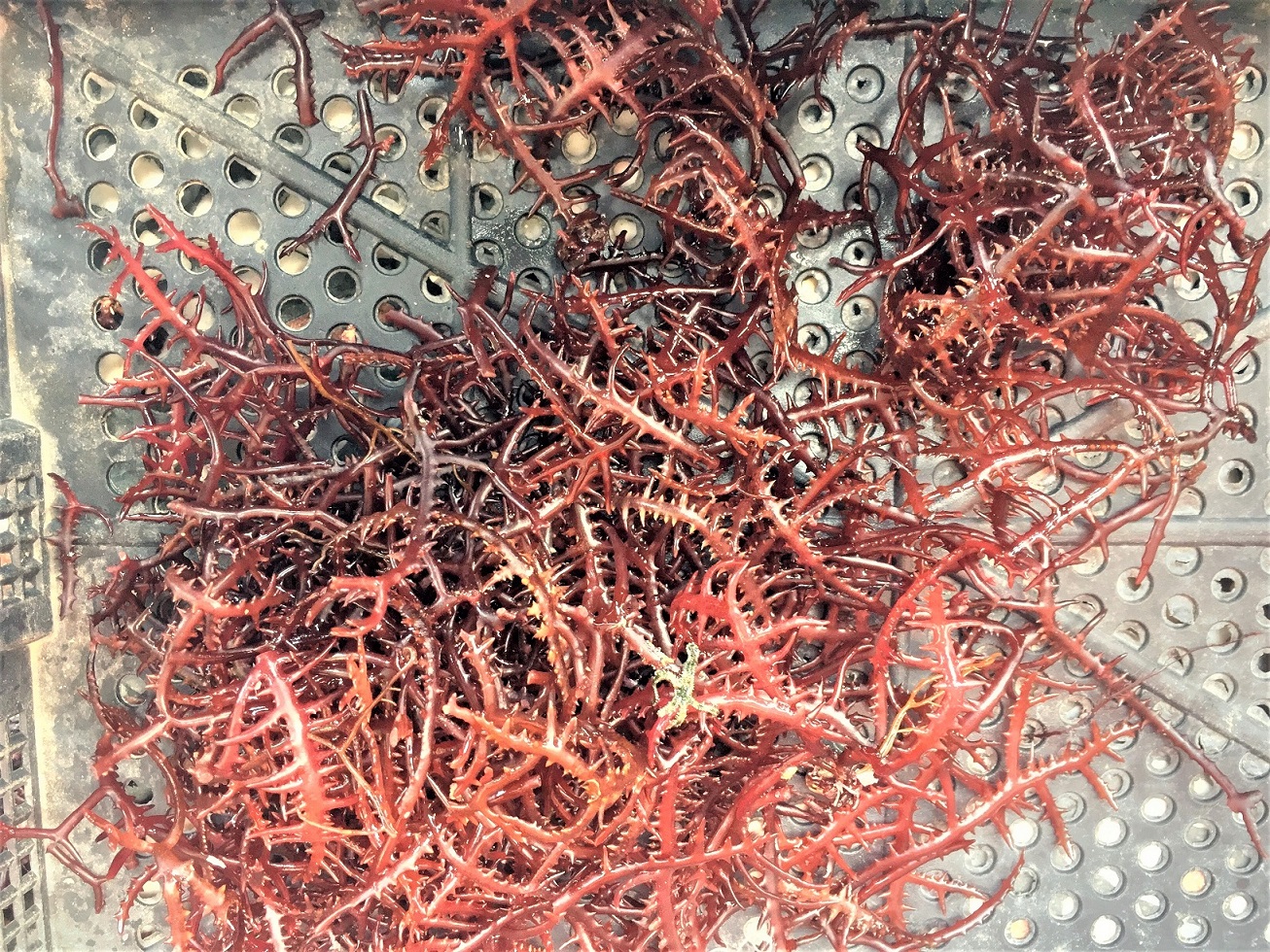 剛採收上岸的麒麟菜