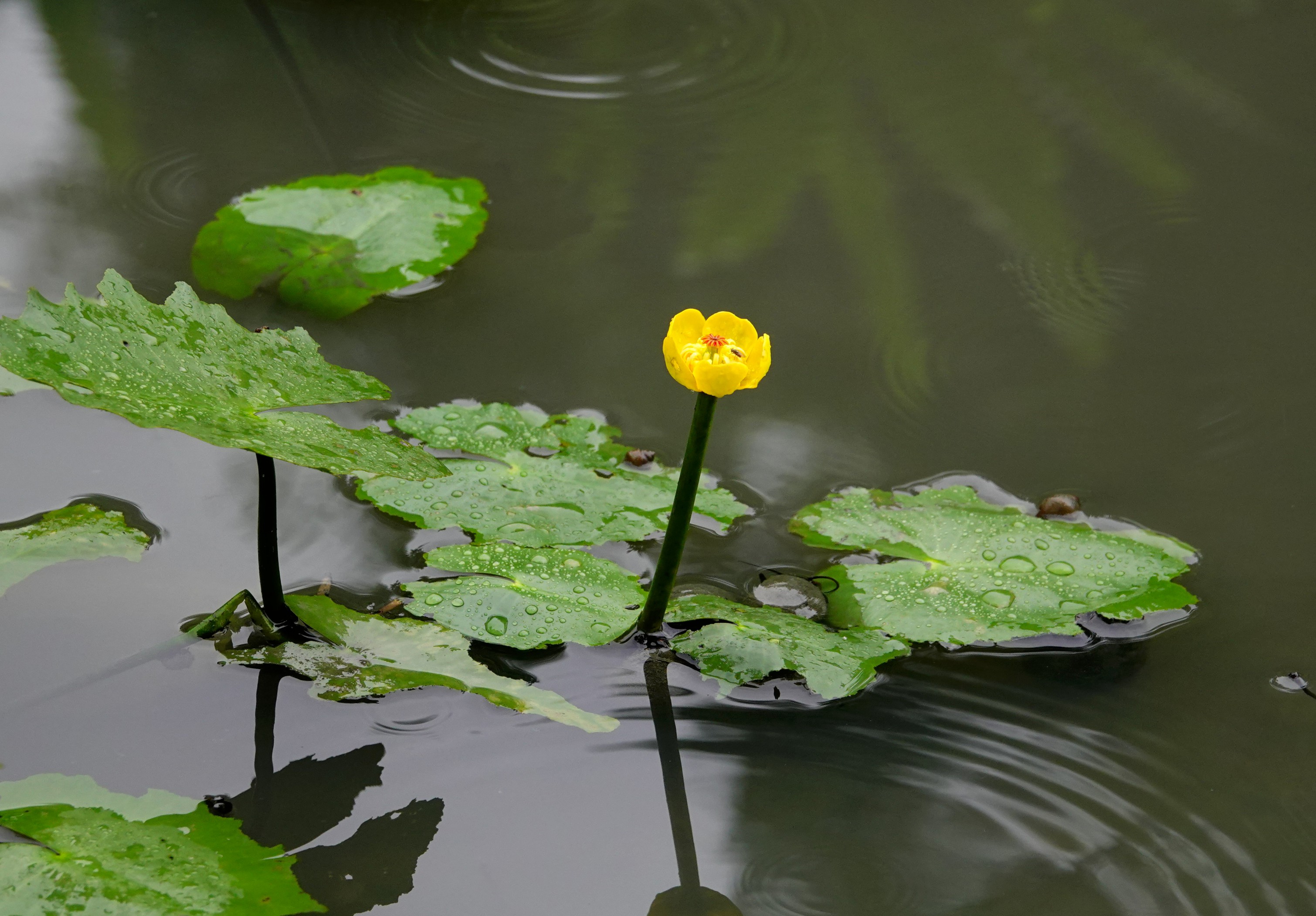 2.台灣萍篷草，為睡蓮科多年生草本植物，是台灣特有的浮葉性水生植物