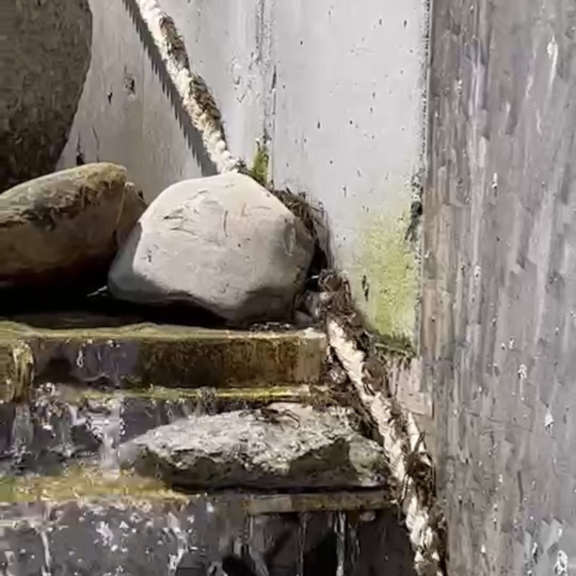 一條麻繩  打通毛蟹回家的路