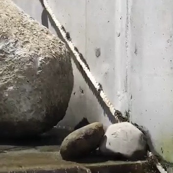 提供小毛蟹回家的攀爬通道