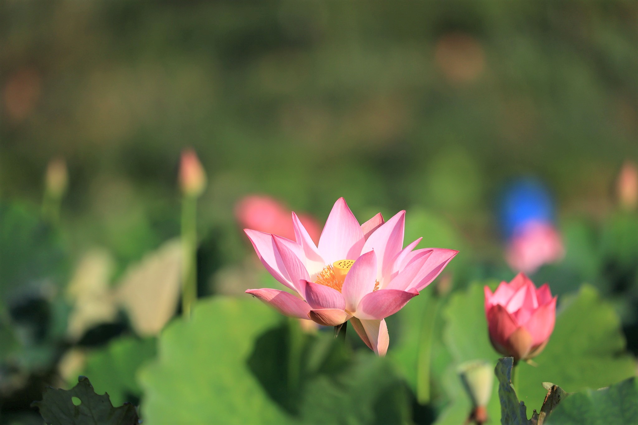 翠綠的荷葉叢中，一枝枝亭亭玉立的荷花非常美麗