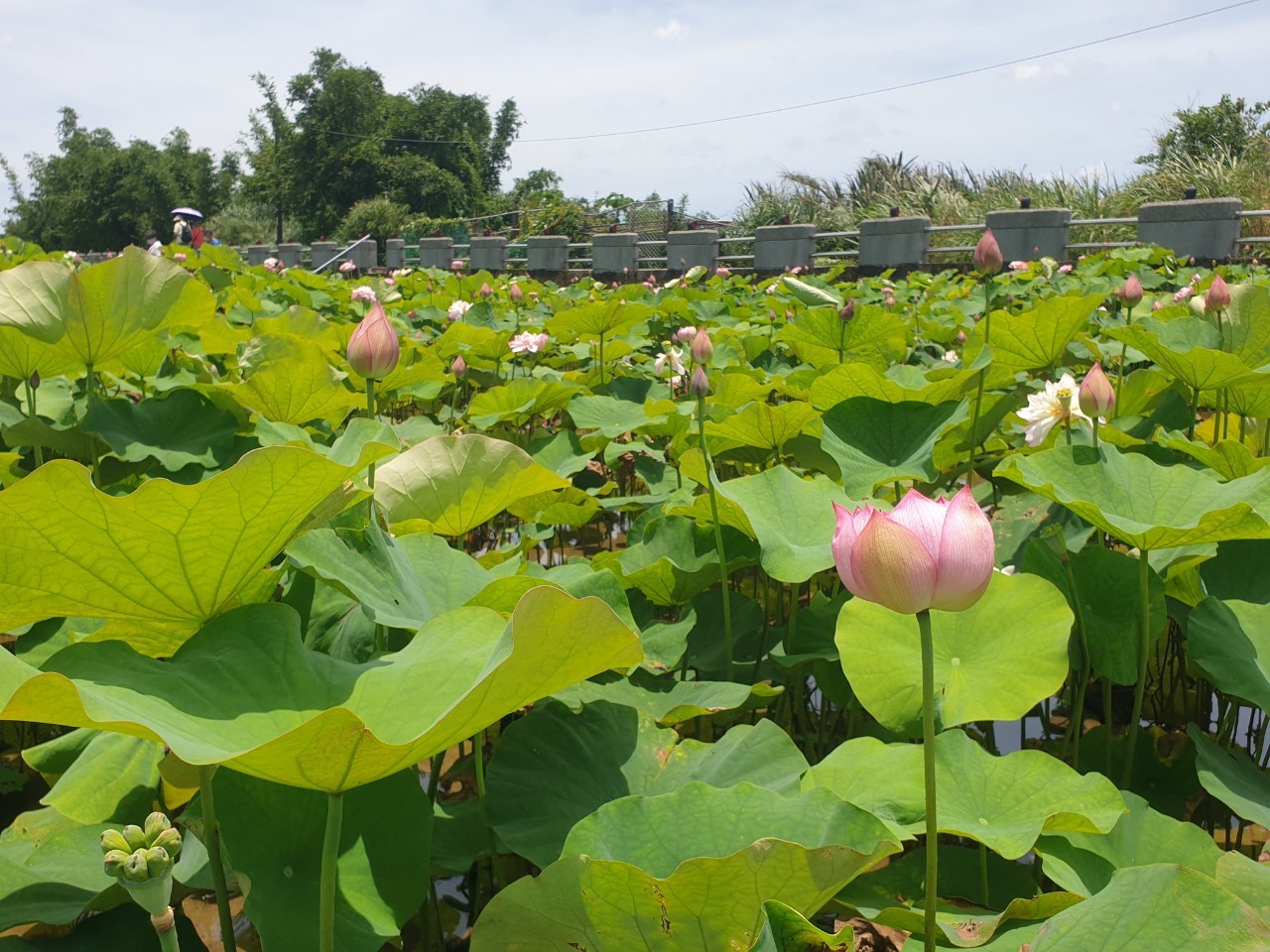 金山清水農地牡丹蓮層次分明的多重花瓣，花朵碩大豔如牡丹，目前花開二至三成