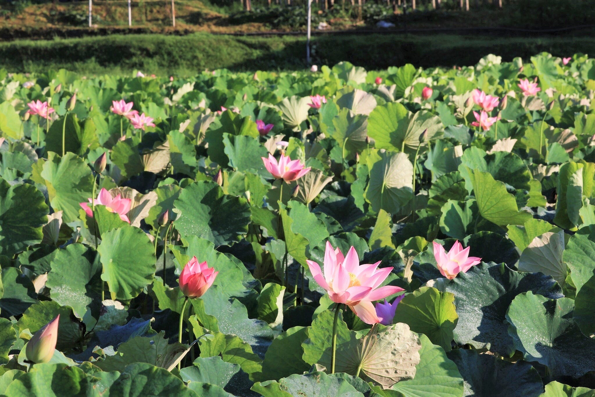 佔地7公頃的雙溪區荷花田預計在6月底至7月初最美