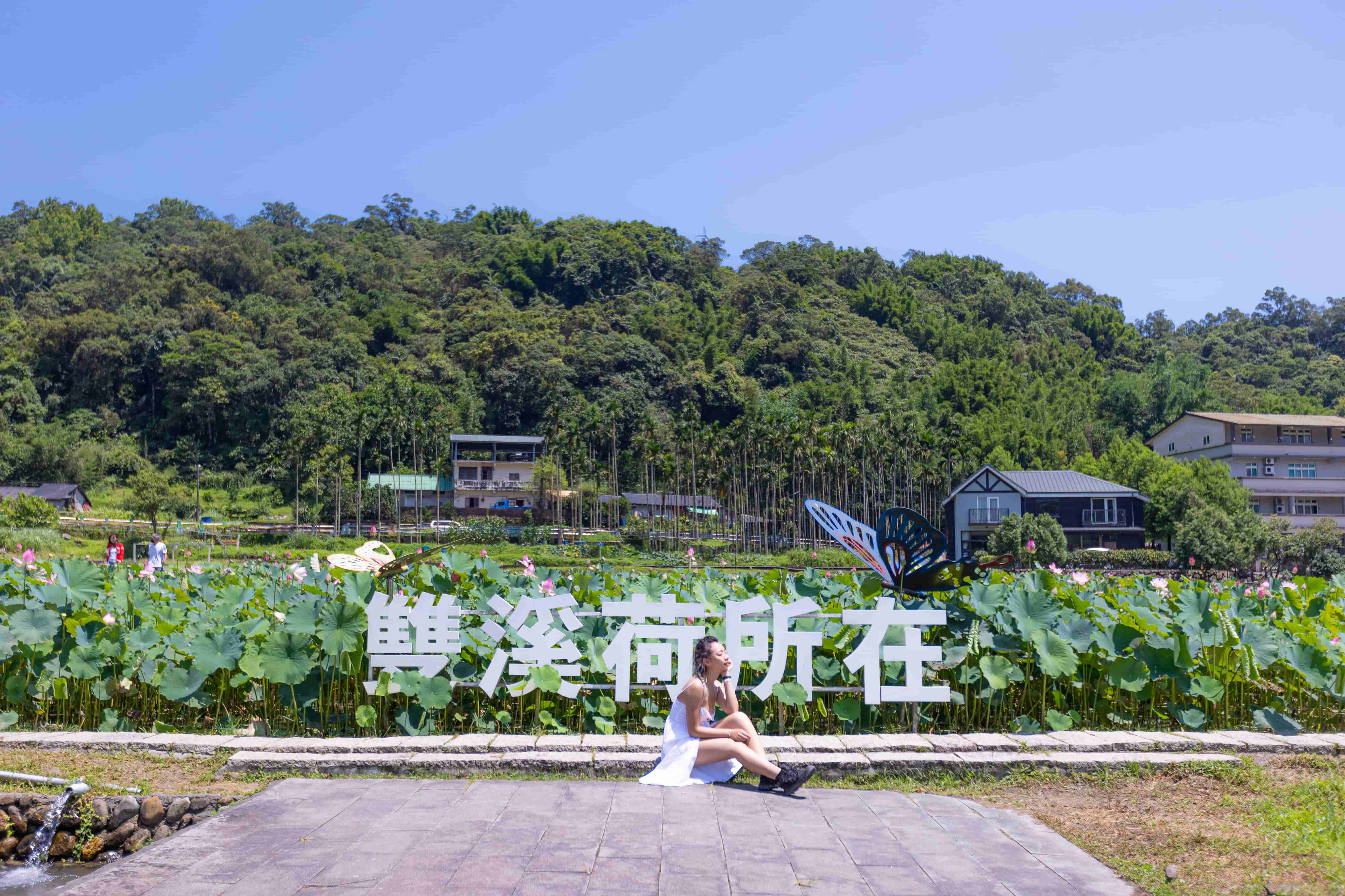 每年荷花盛開時，雙溪雙溪上林里荷花田總是吸引遊客前來賞花
