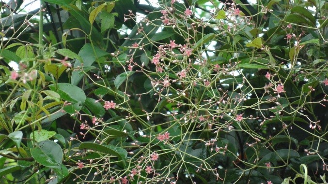 酸藤花淡紅色，花萼細小，為聚繖狀圓錐花序，頂生，花冠闊鐘形