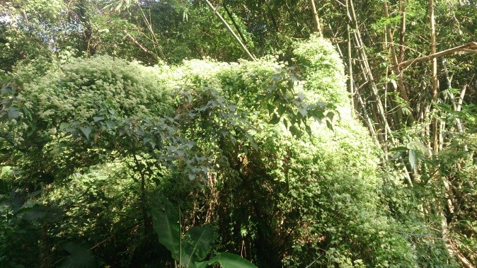小花蔓澤蘭分布於海拔1000公尺以下之平地、農田、果園及山坡地等光照充足的地方