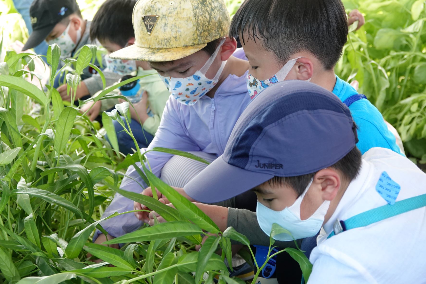 幼兒園小朋友體驗採收青菜