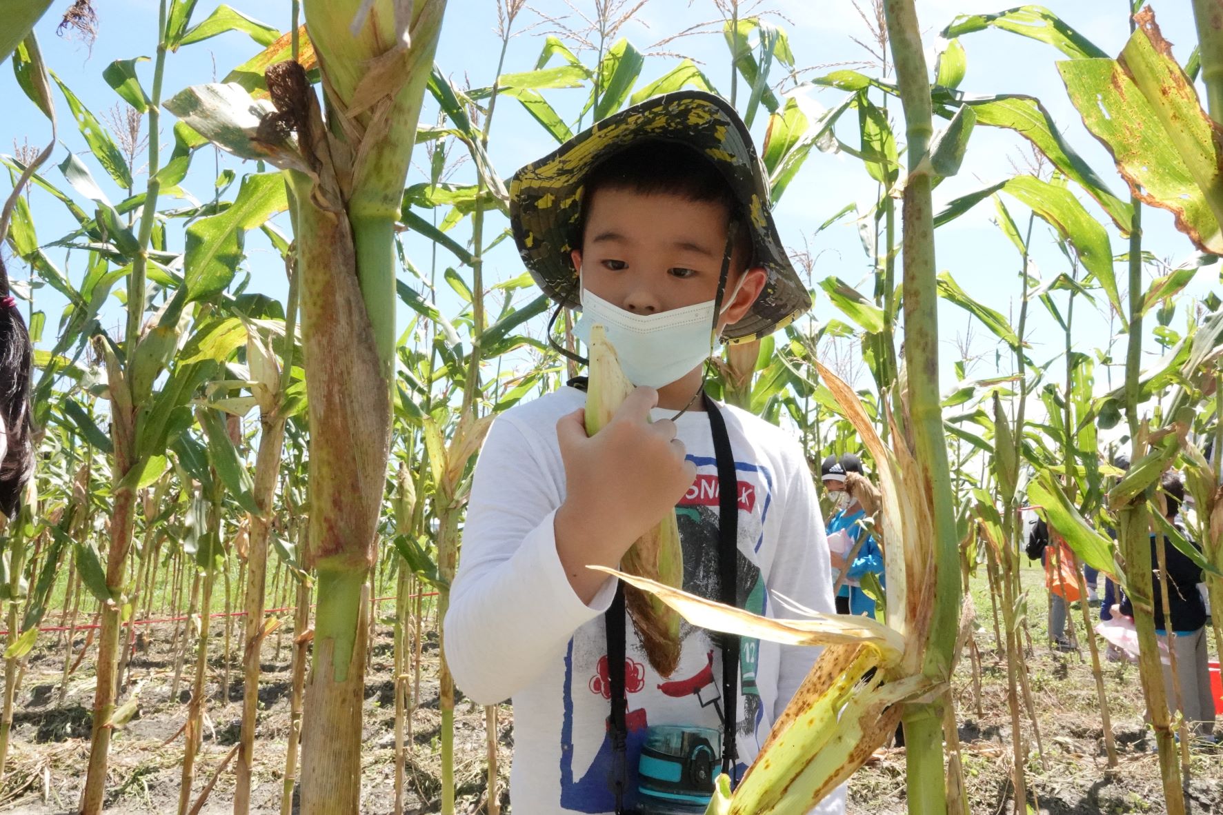 幼兒園小朋友體驗採玉米