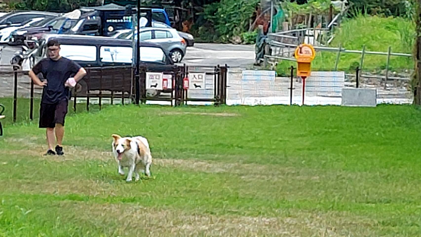 一大早就有飼主帶狗狗前來散步