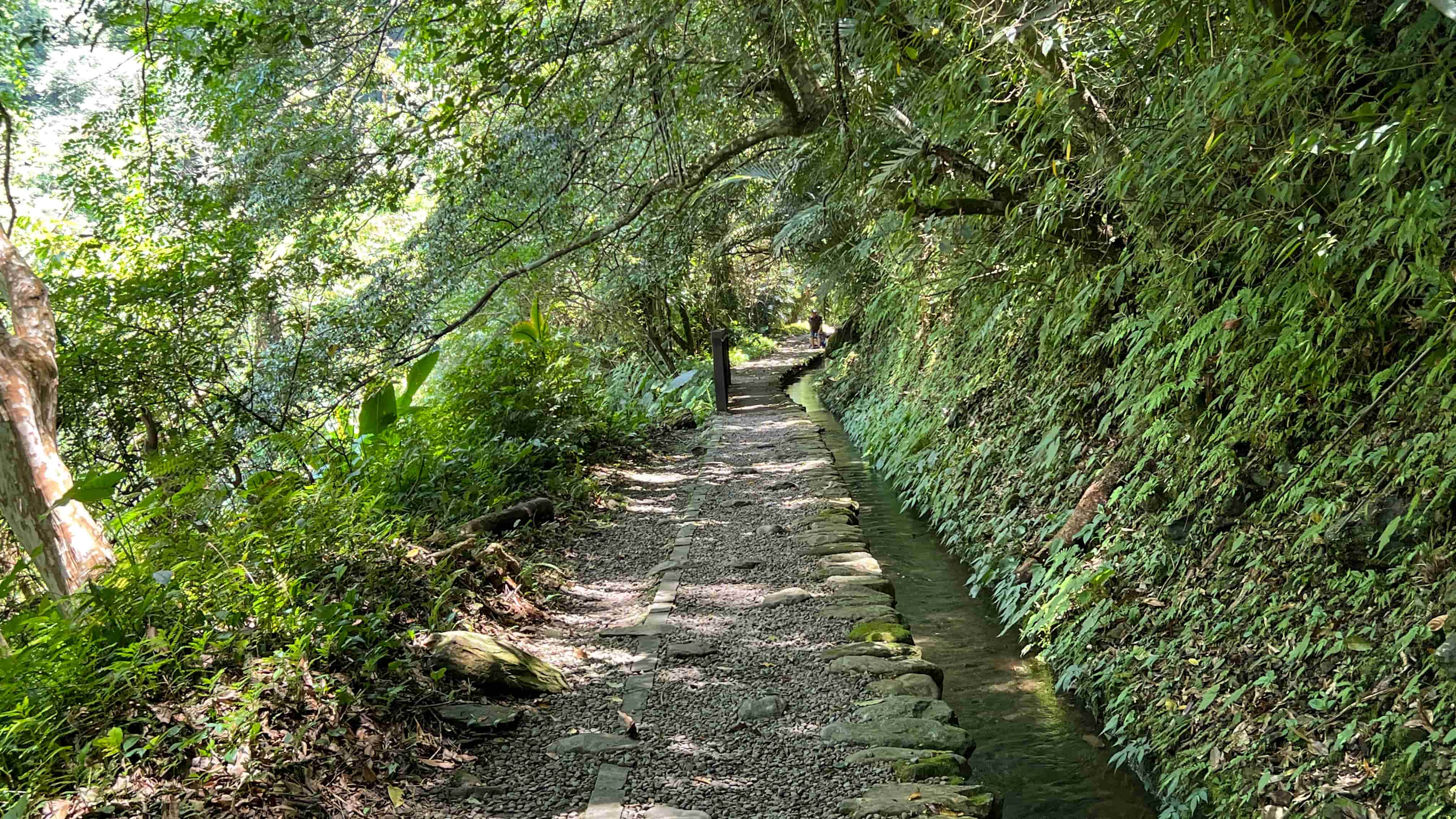 日治時期開鑿的灌溉水圳是溪流環境生物天堂