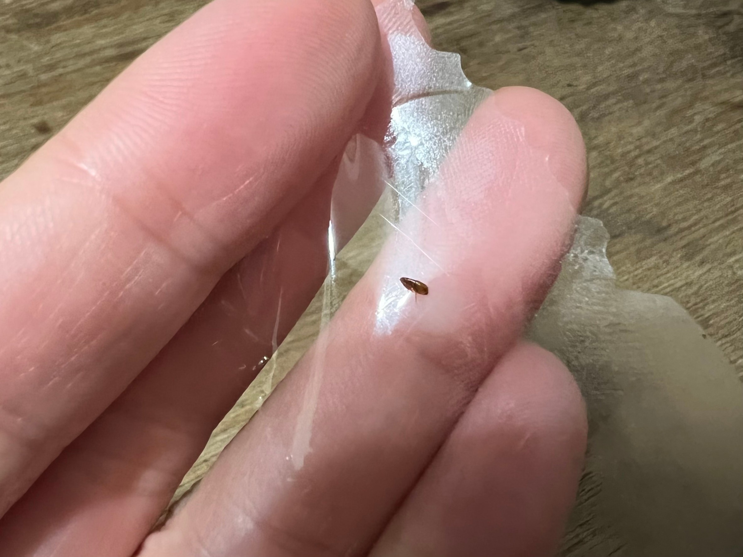 不小心誤食跳蚤時，可能還會感染絛蟲