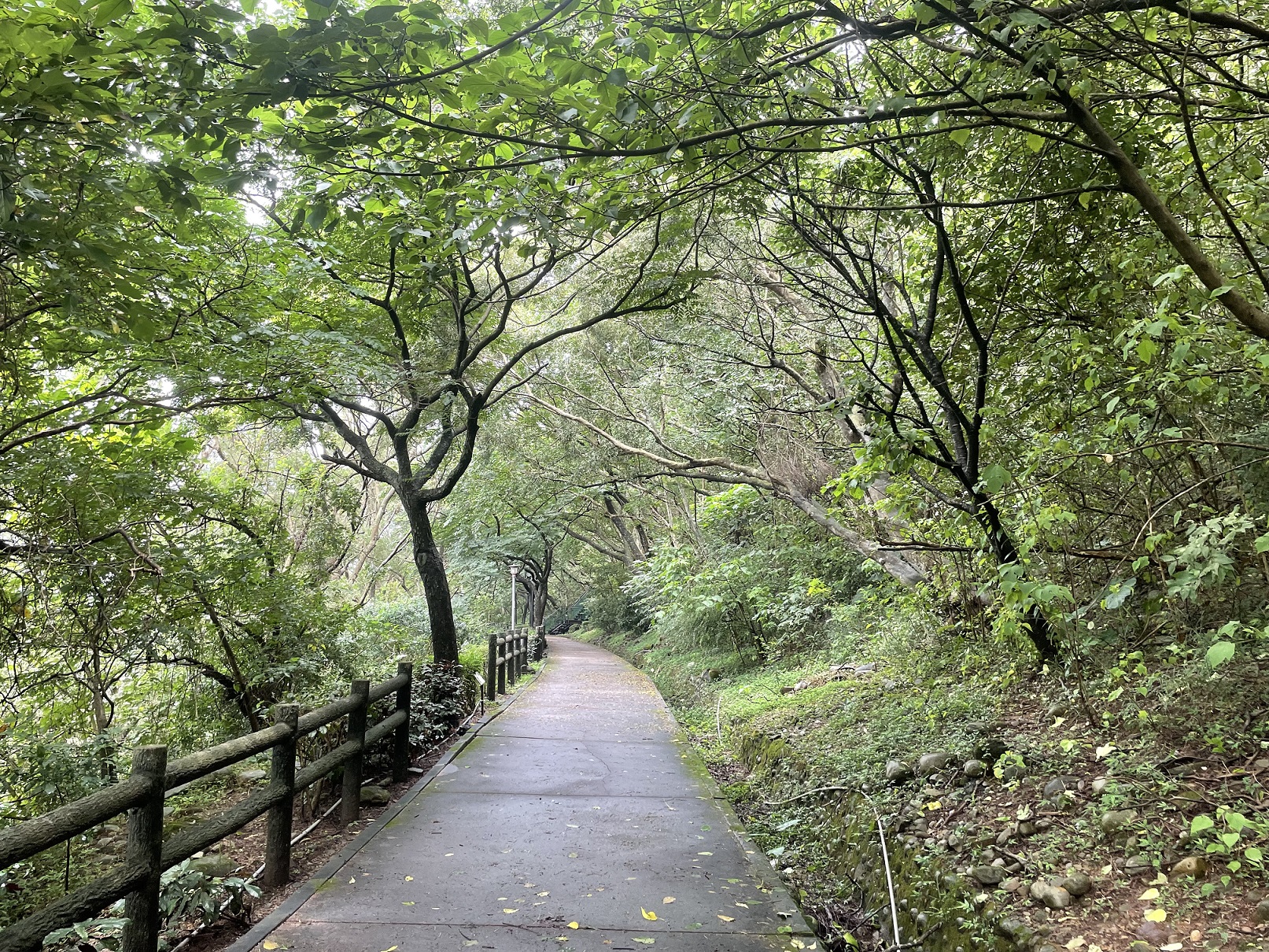 五股水碓觀景公園-綠意盎然的森林步道