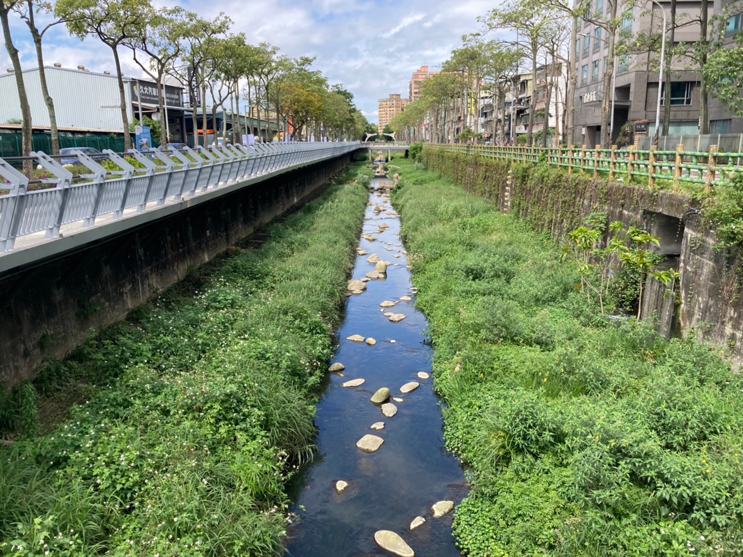 中和藤寮坑溝棲地綠葉冒頭