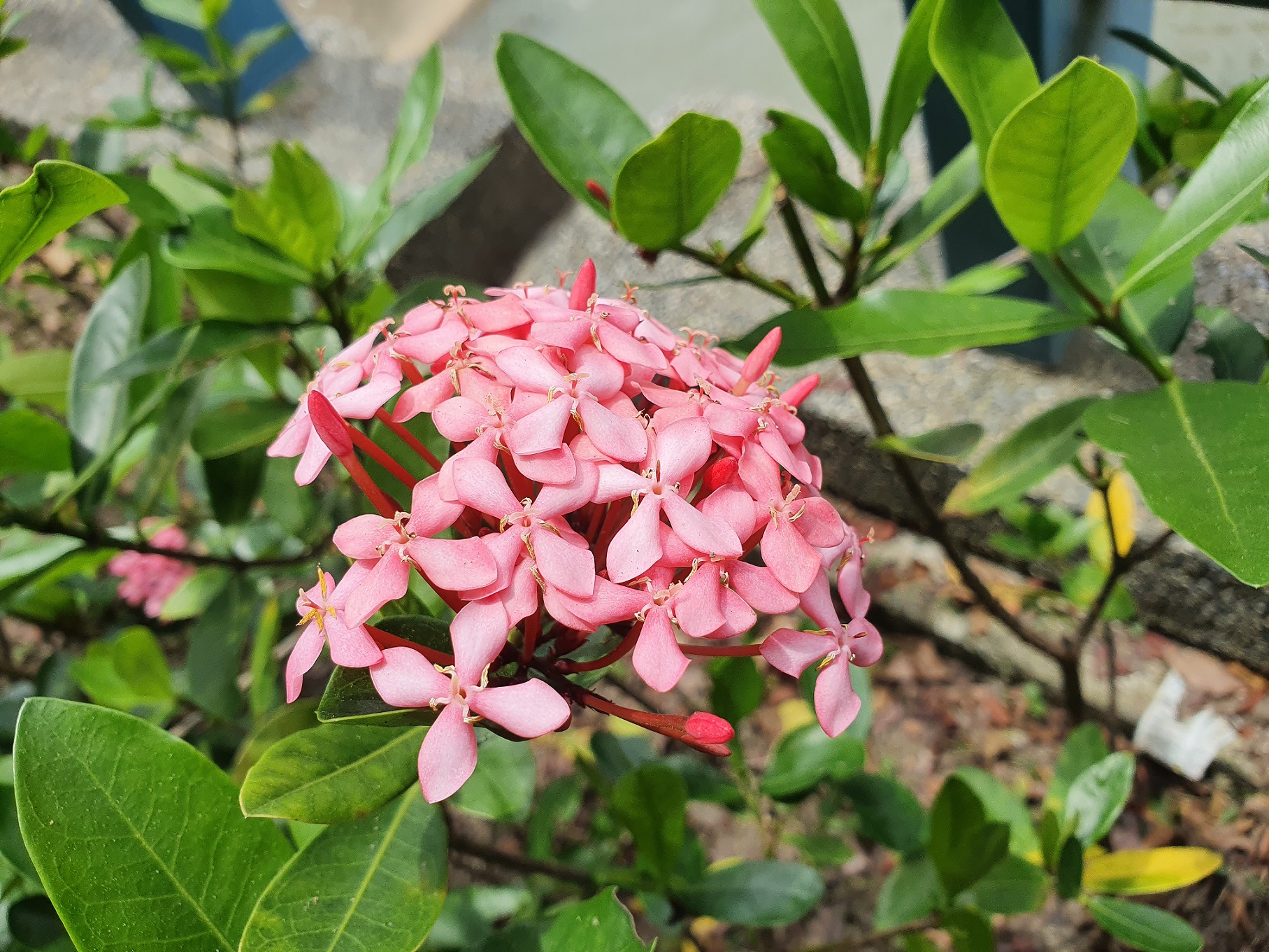 加質補綠-沿線可以觀賞開著粉色花朵的的宮粉仙丹