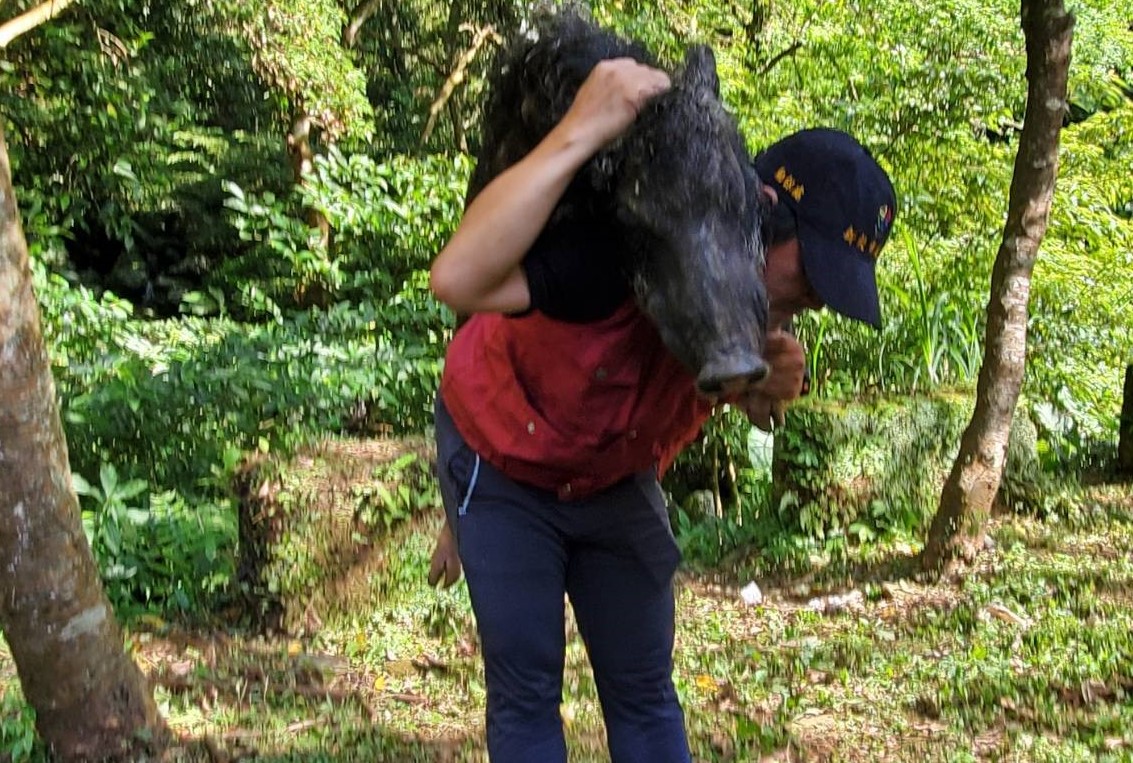 動保員李國良徒手揹負救援出重傷山豬。