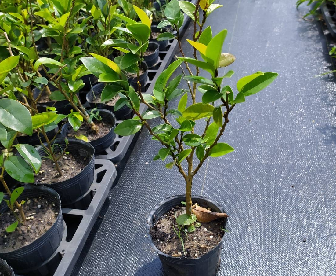 凡持有新北市土地有造林需求的民眾，只要備齊身分證正反面影本、土地合法使用證明、土地現況照片等資料，即可向土地所在地之區公所申請免費苗木