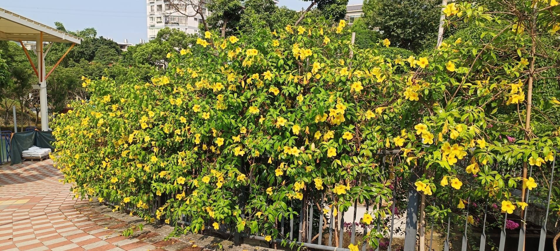 花蕾形狀如將羽化的蟬蛹、花色鮮黃的「軟枝黃蟬」