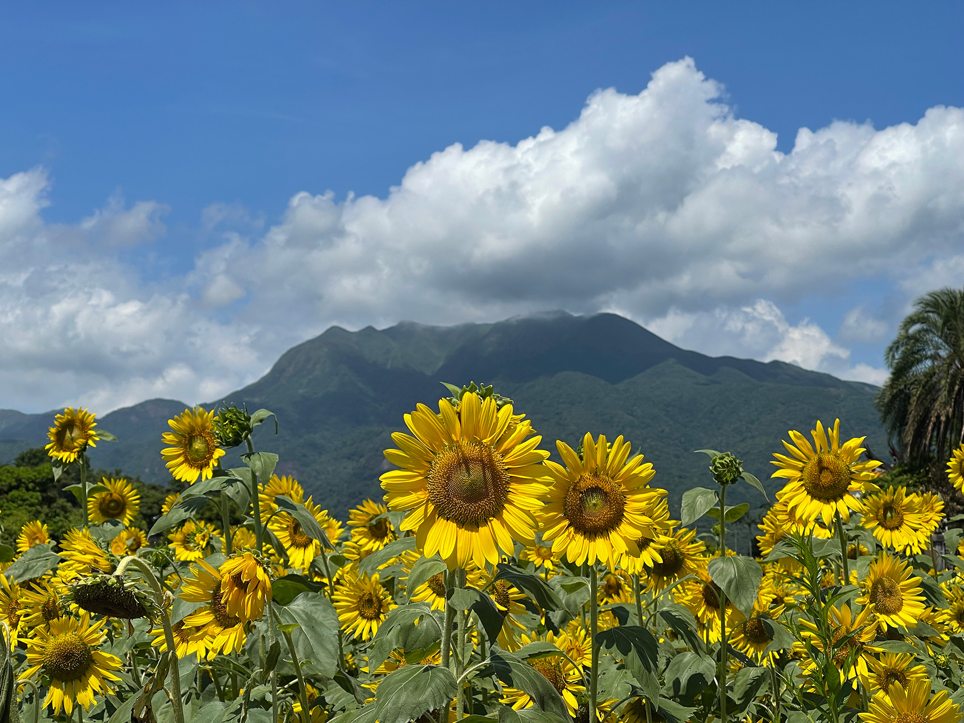 向日葵花海與金山美人山