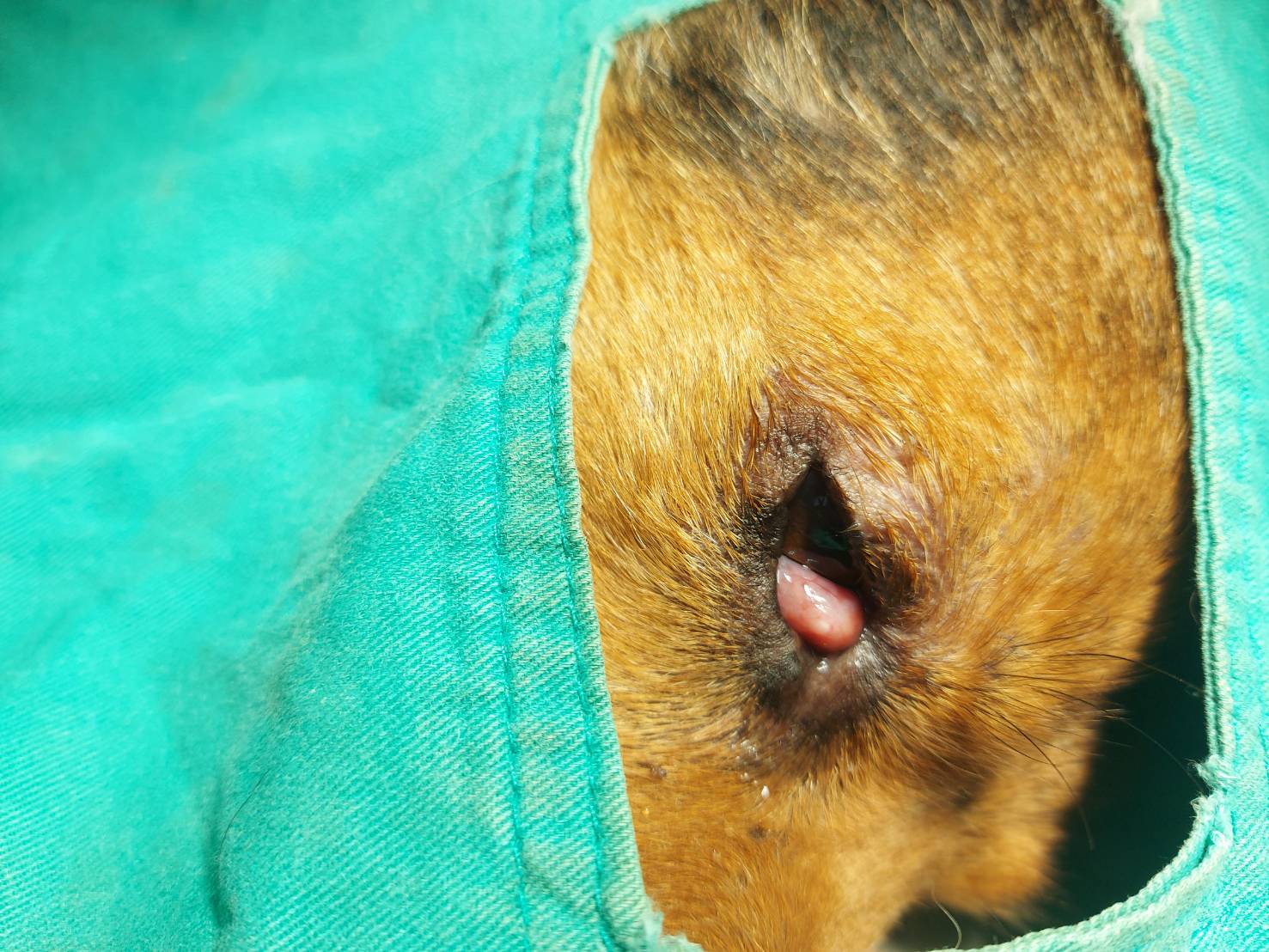 流浪犬由於櫻桃眼屢被民眾誤以為眼疾而通報救援