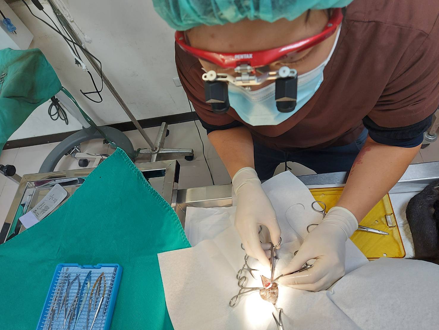 台大眼睛專科獸醫師張佑安以頭戴式放大鏡及眼科精密輔助器械為流浪犬治療櫻桃眼