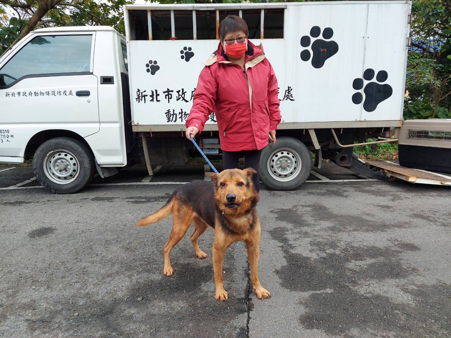 流浪犬櫻桃眼手術痊癒後.已被愛心人士帶回原處安置