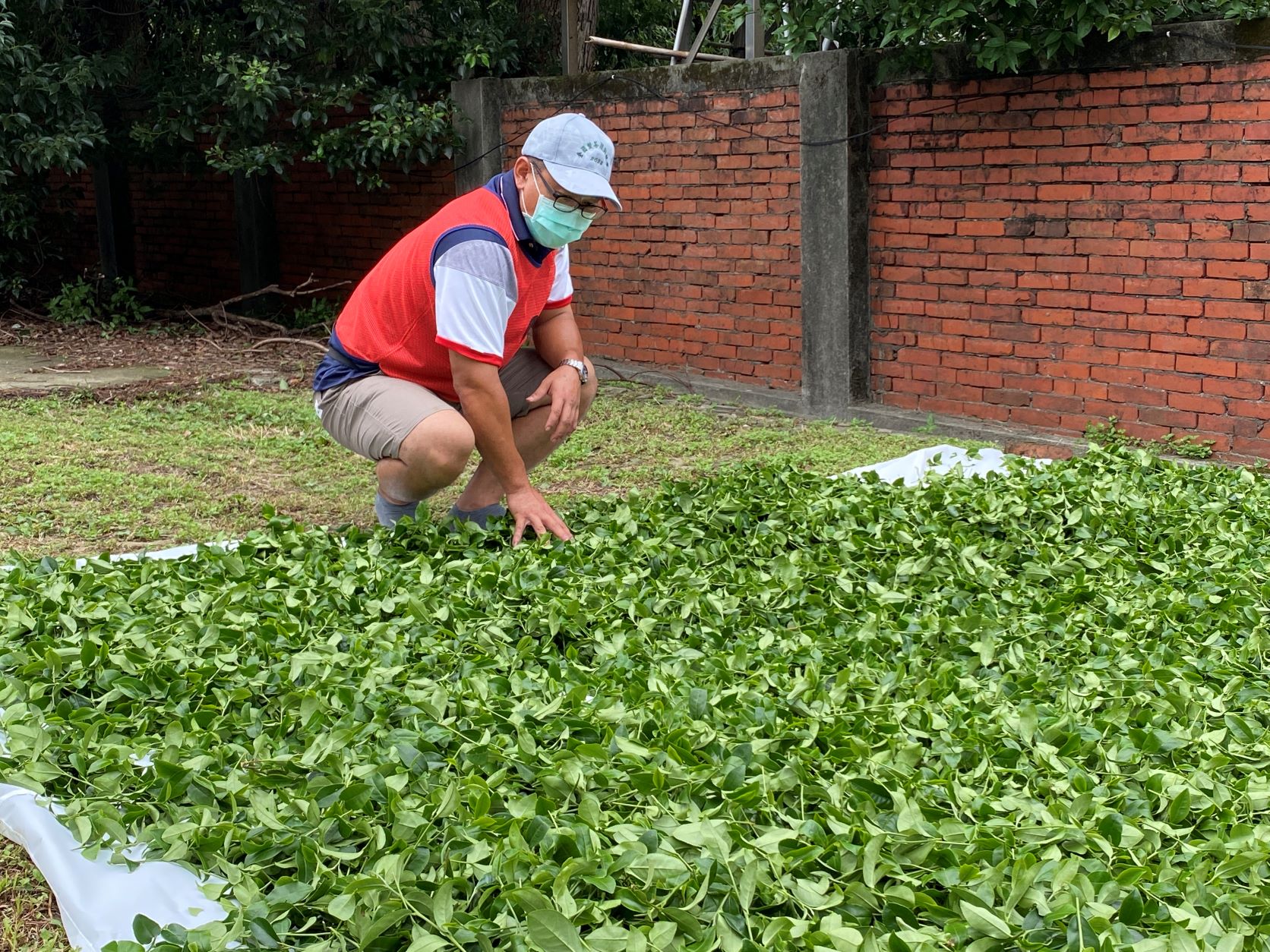 全國製茶賽 新北青農囊括半數獎項