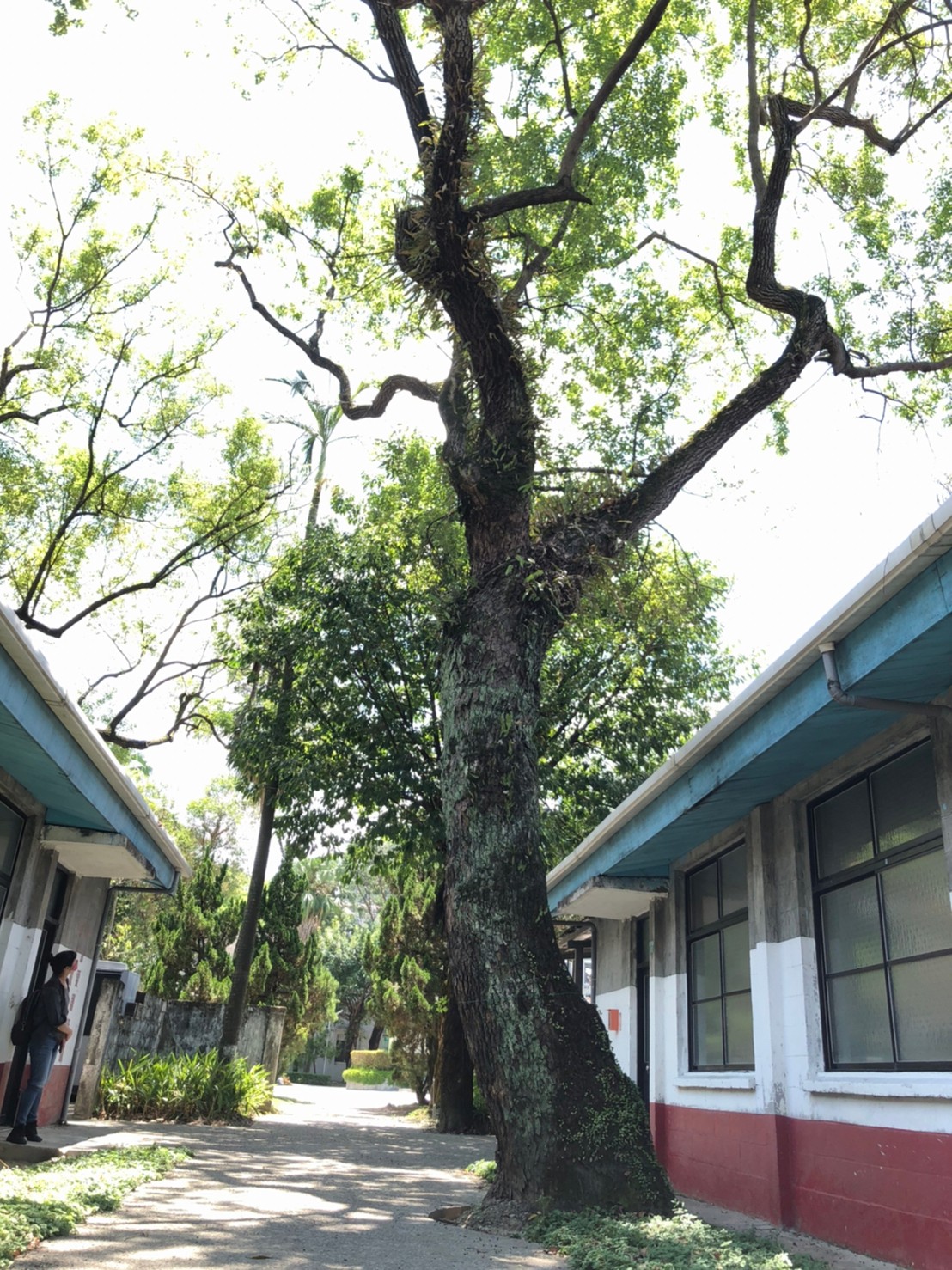  國家人權博物館所提報位於「景美紀念園區｣內之樟樹，樹齡超過50年，審議通過為新北市珍貴樹木(臨時編號111006-02)