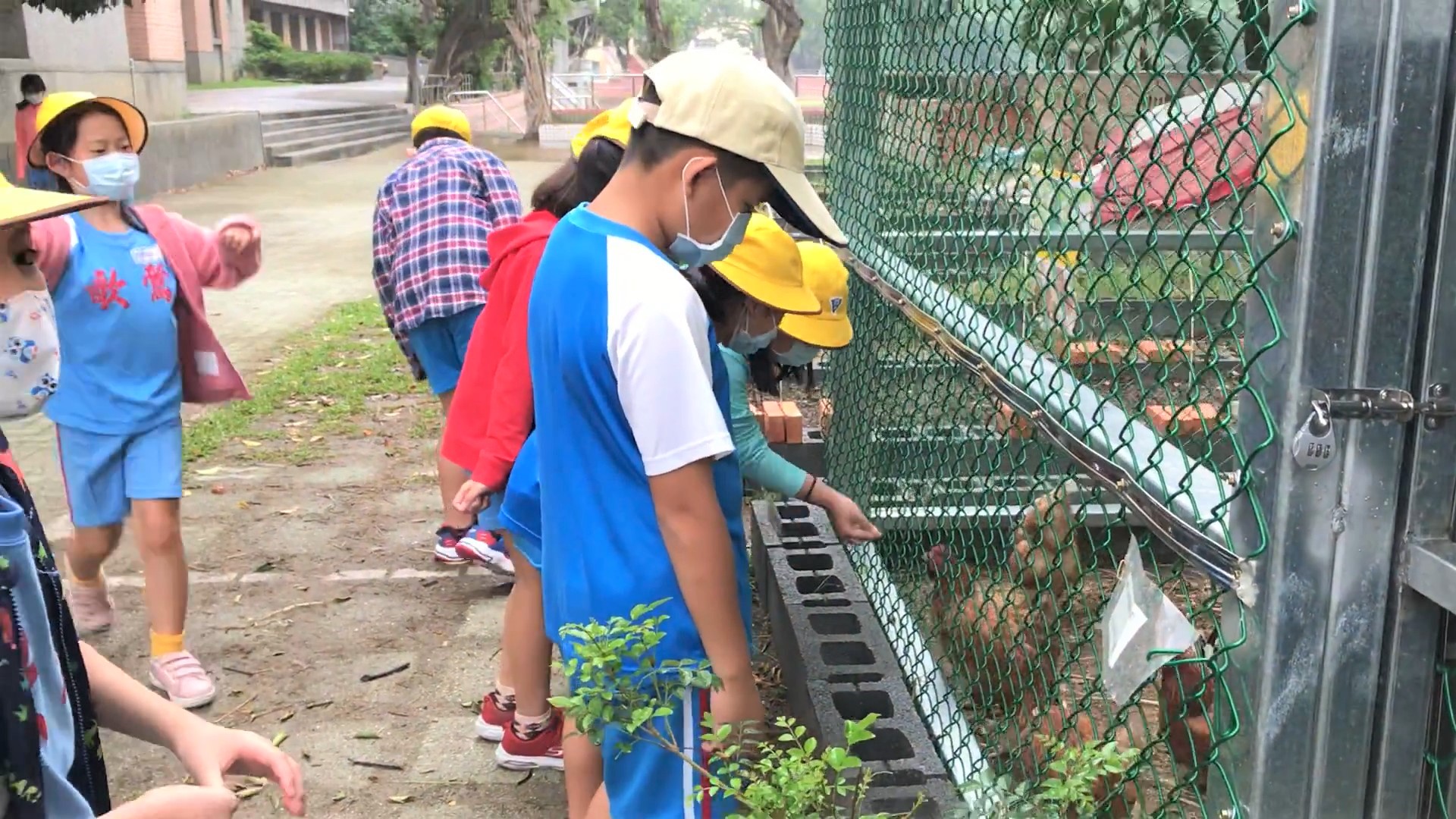 5.金熊級鶯歌國小學生透過黑水虻飼養蛋雞