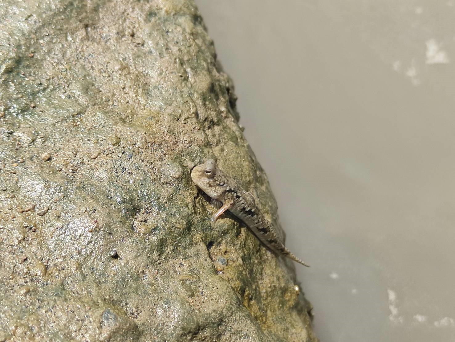 天然塊石形成孔隙已成為河道內生物棲地空間，到處可見彈塗魚