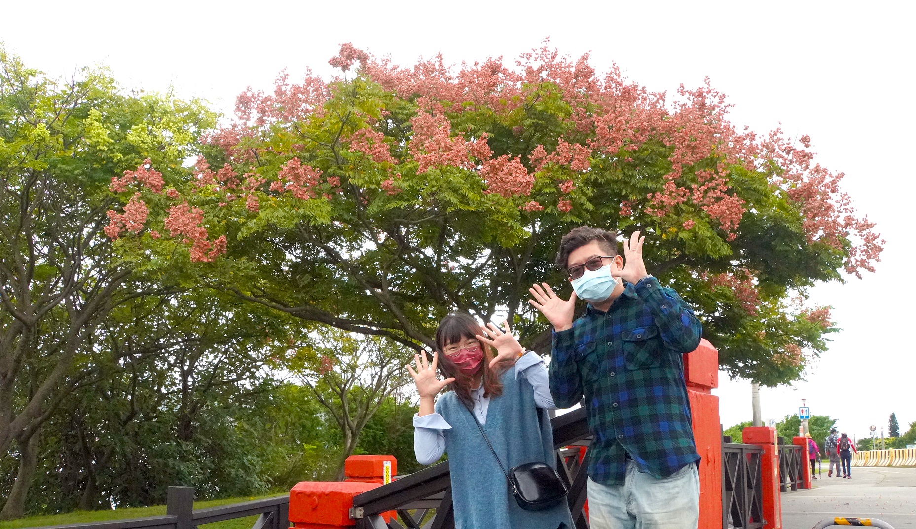 歡樂趣味的與蒴果滿滿的臺灣欒樹來一張合照