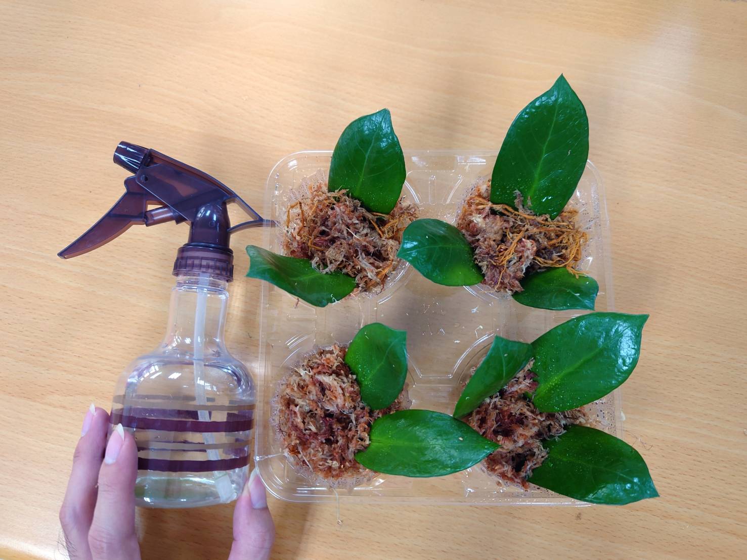 4.葉插後的完成照，以噴霧器或灑水器補水皆可