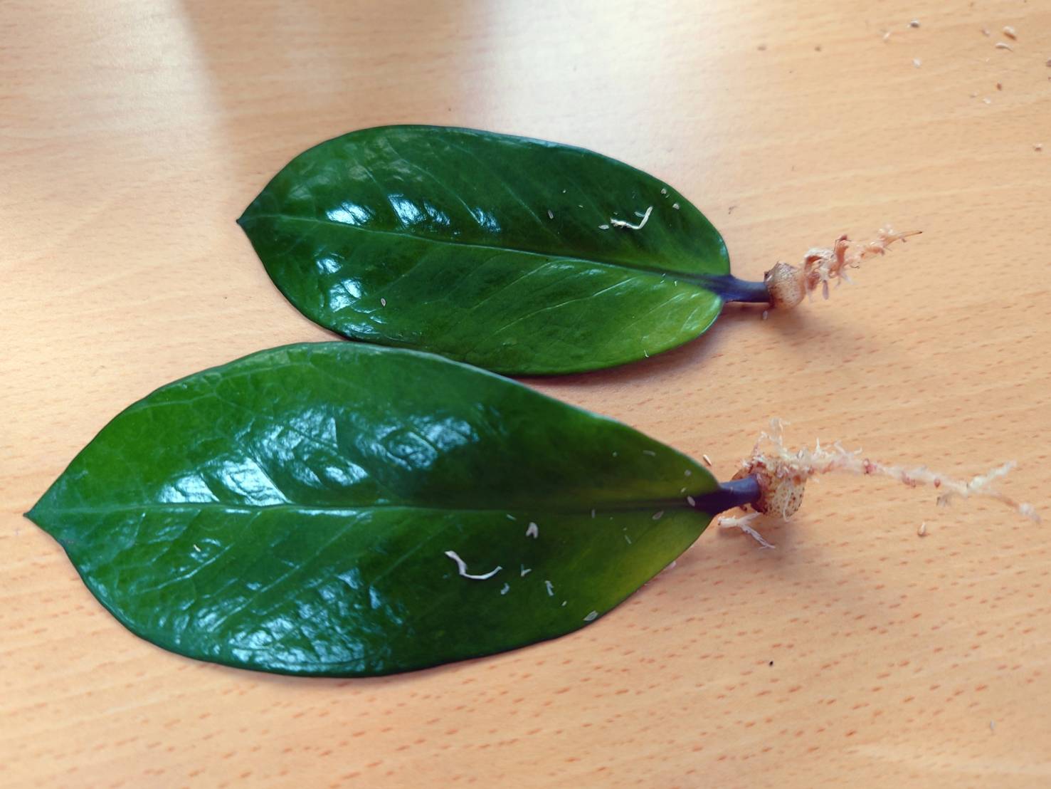 5.養球莖2個月左右發根，約再1~2個月可發枝芽