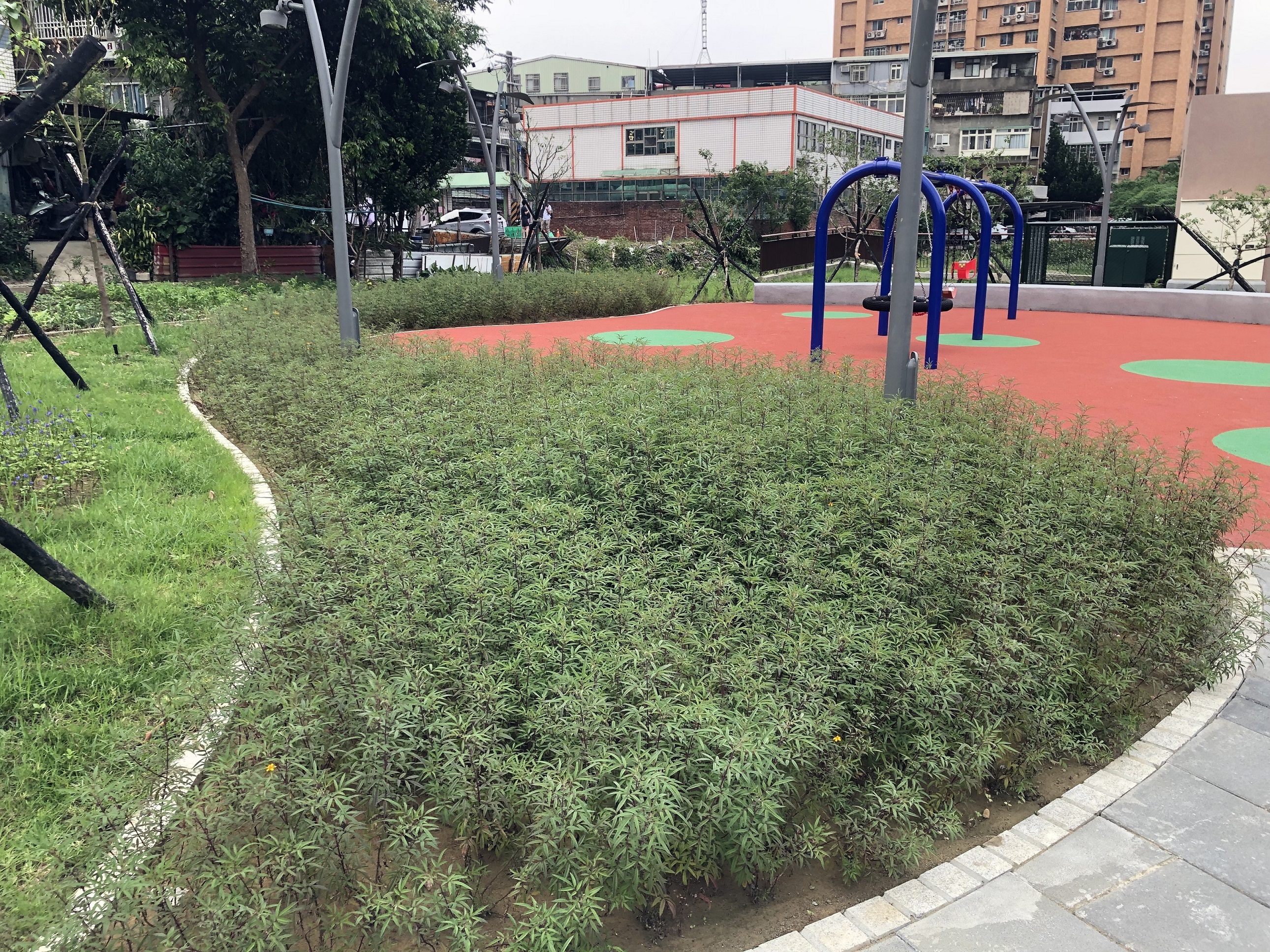 瓦磘溝礫間地面上種植蜜源植物營造友善生態環境