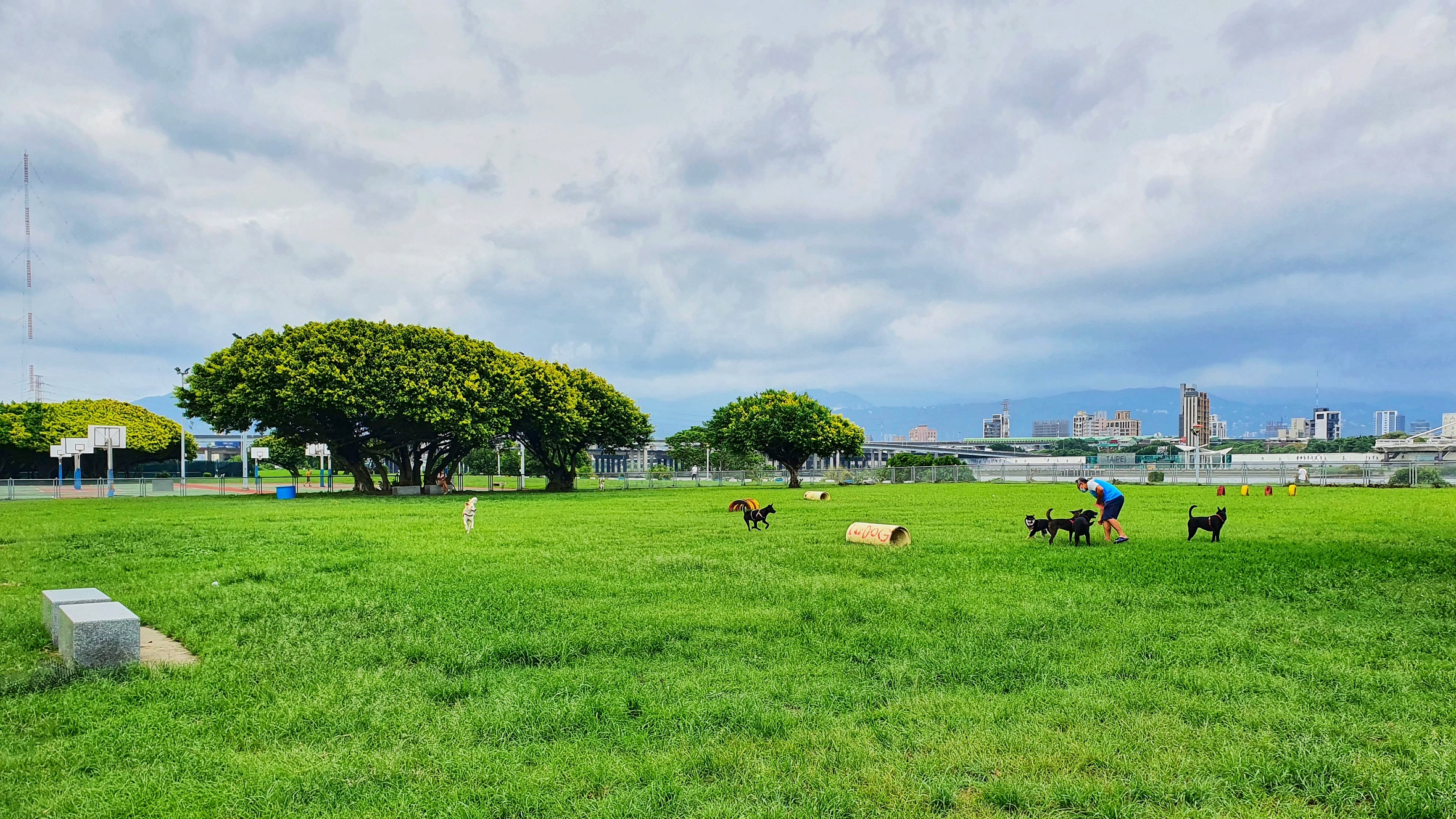 三重寵物公園-狗狗們三五成群開心玩